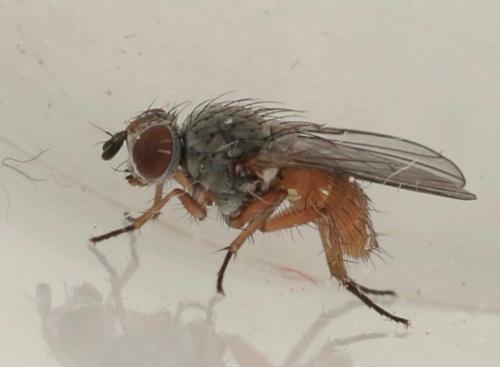 Pegomya caesia